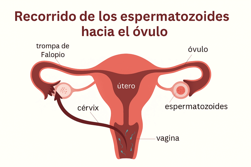 Recorrido de los espermatozoides desde la vagina hasta el óvulo a través del aparato reproductor femenino 
