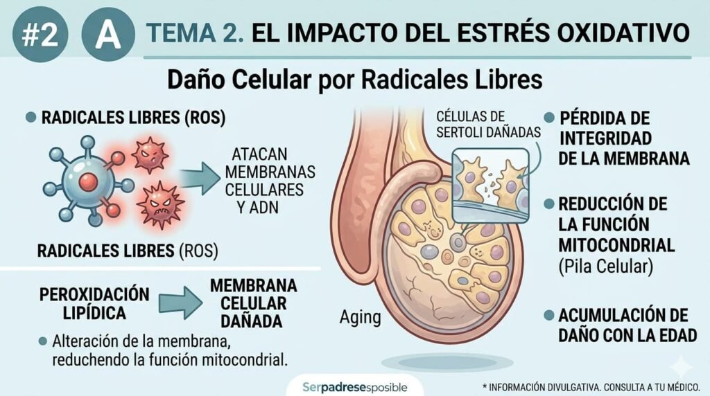 Ilustración médica de radicales libres (ROS) atacando la membrana lipídica de un espermatozoide y dañando las células de Sertoli.